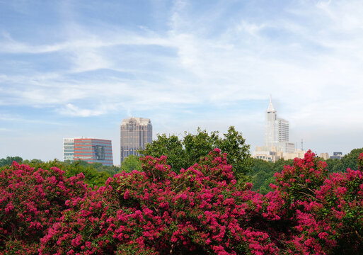Crepe myrtles in bloom at Dix Park in downtown Raleigh, North Carolina