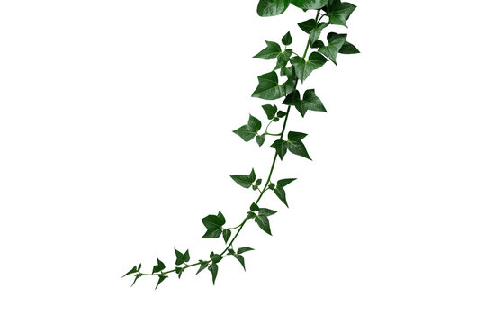 Curved trailing ivy vine with dense pointed green leaves
