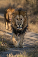 Two male lions walking down the road towards the camera, Sabi Sands Nature Reserve.  © Anna