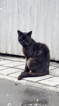 Fluffy black stray cat sitting on a wet paved sidewalk near a grey metal fence after rain looking at the camera.