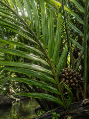 Obraz premium Tropical Nipa Palm Tree Fronds and Spiky Fruit by Mangrove River