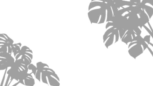 Monstera leaf shadows on a transparent background