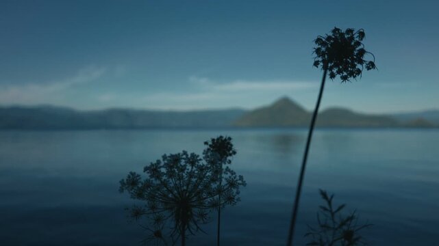 A white flower quietly blooming along the shores of Lake Toya
