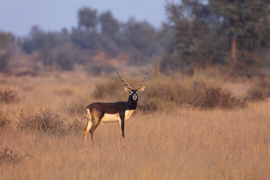 View of a male blackbuck with long spiraled horns standing in the dry golden grass of the desert landscape in Bahawalpur, Punjab, Pakistan.