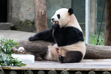 Giant Panda Sitting and Eating Snack © foreverhappy