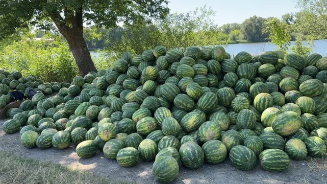 Hundreds of striped watermelons lie stacked on ground near river, trees and calm water forming backdrop under clear daylight.