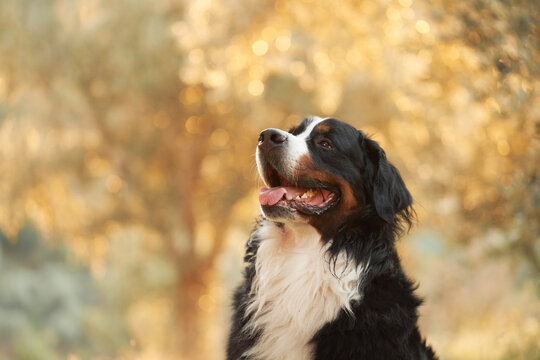 Happy Bernese Mountain Dog looks upward against softly blurred seasonal foliage. Close portrait shows the friendly expression and distinctive tricolor coat in warm fall light.