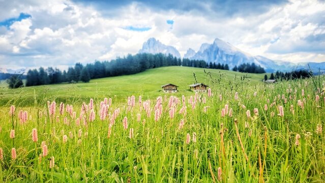 Pink wildflowers in alpine meadow with Sassolungo, Alpe di Siusi, Dolomites