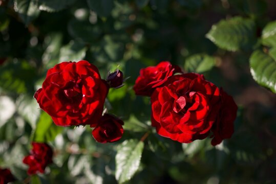 黒みを帯びた深紅のラバグルートが力強く咲き誇る印象的な庭園風景  
Striking deep crimson Lavaglut roses with dark lava‑like tones blooming vigorously in a vibrant garden scene
