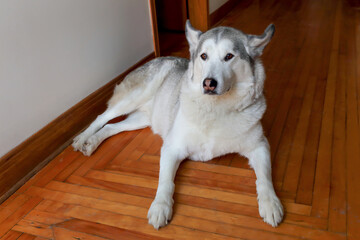 Beautiful brown eyed husky dog lying down on wood floor in corridor waiting with ears pricked and alert expression © Anne Richard