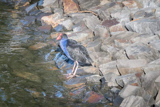 Australasian Swamphen in Goolwa, South Australia, Australia
