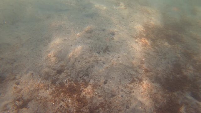 Underwater river bed showing a dense layer of murky silt and sediment, creating a blurred aquatic environment