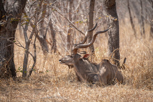 Male Kudu resting in the shade in the bush land in north eastern Botswana, Africa