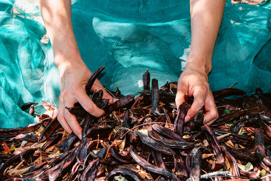 a man gathers carob pods from a harvesting net