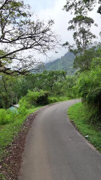 road in the forest
