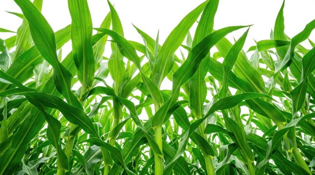 Fresh green corn leaves growing in a field on a bright sunny day in summer for agricultural harvest