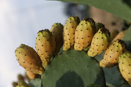 Prickly Pear Cactus Fruits Growing on Green Opuntia Pad