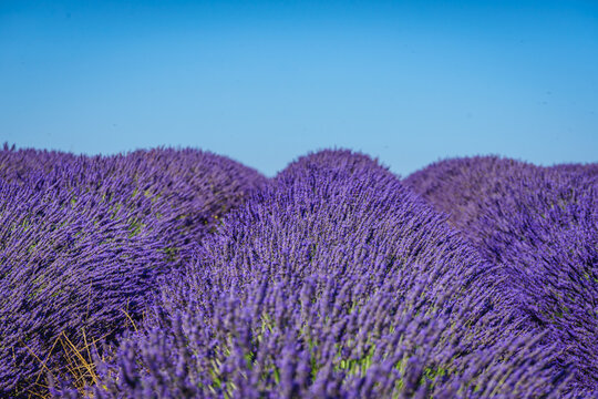 Fields of lavender stretch as far as the eye can see in a rural area in summer. Provence in France