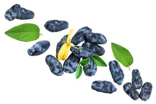 Fresh honeysuckle blue berry isolated on white background with full depth of field. Top view. Flat lay.