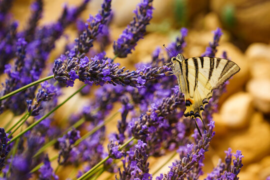 Papilio machaon butterfly on lavender flower during a sunny day in a garden