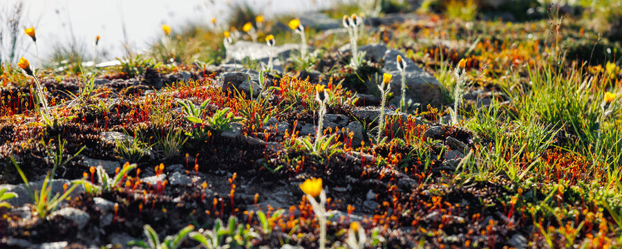 Close-up detail view alpine hawkweed blossoms glow against rugged stone alongside clusters of vivid, red-stemmed moss near sunlit outcrops. Soft warm morning sun backlight