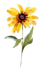 Fototapeta premium PNG Vibrant watercolor sunflower illustration.