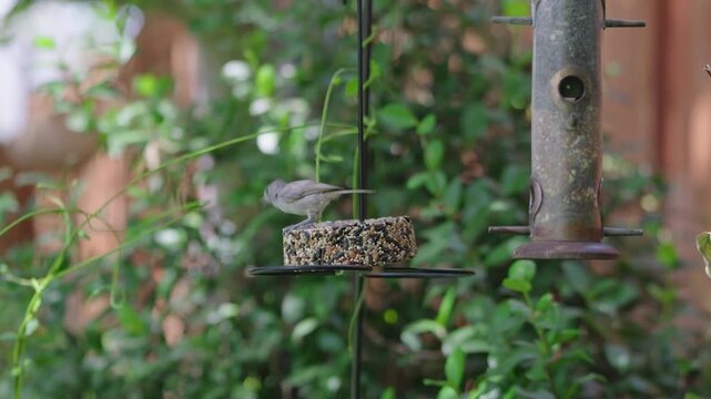 Oak titmouse songbird perches on seed cake feeder