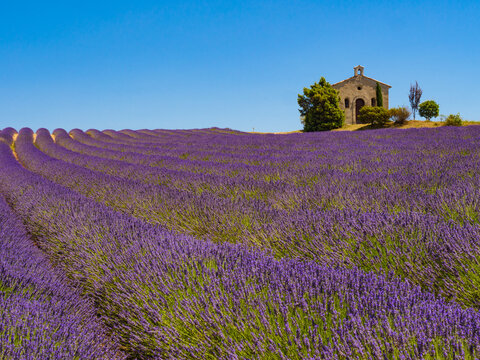 Lavender field and chapel at Entrevennes village, France