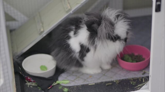 Fluffy black and white rabbit eats pellets inside a hutch