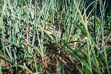 Obraz premium Field of fresh green onions