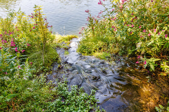 Fresh clear stream flowing into calm river with pink wild balsam flowers and green plants along riverbank, nature and water ecology concept