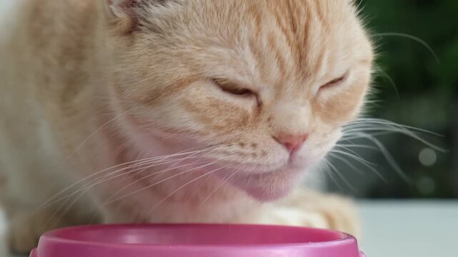 Closeup face of red Scottish fold cat eating dry food from pink bowl. Healthy pet concept