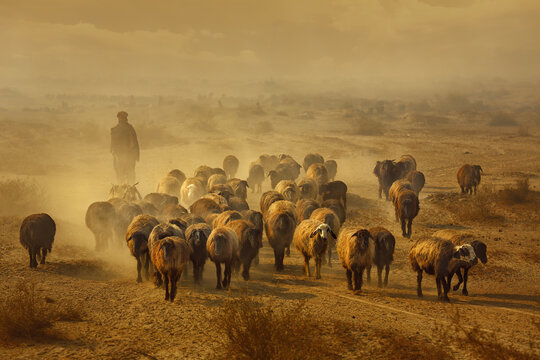 View of a shepherd guiding a large herd of sheep through a dusty, arid landscape during the golden morning light in Jahanian, Punjab, Pakistan.