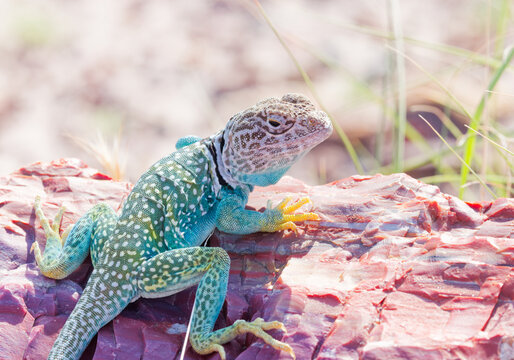 Collared Lizard on Petrified Wood
