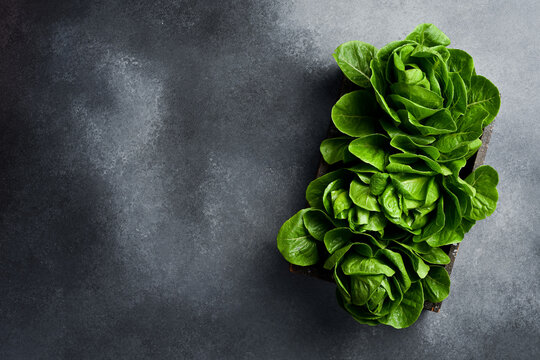 Fresh green Romaine Lettuce. Close up. On a gray concrete background.