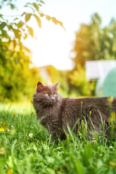 Gray fluffy cat outdoors enjoying sunny nature scene