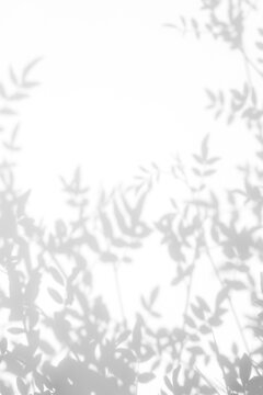 Real delicate foliage shadow cut out on a transparent png background with soft diffused edges. Drops into an organic wellness and stationery composition as a png overlay with copy space.