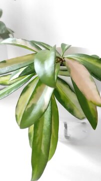 Close-Up Slow Pan of Variegated Hoya Kentiana Houseplant with Glossy Leaves in Modern White Pot Against Bright Background