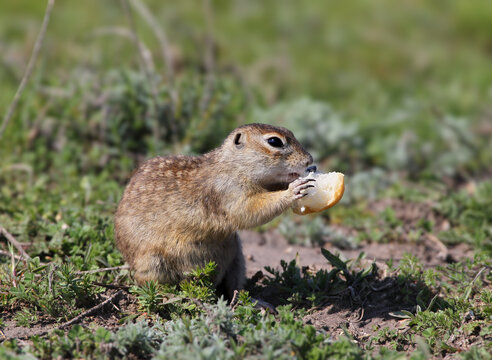 European Ground Squirrel (Spermophilus citellus) crouching in green vegetation while holding a piece of bread with both paws and eating.