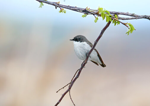 European Pied Flycatcher (Ficedula hypoleuca) male perched on a thin branch with young spring leaves, showing dark upperparts and clean white underparts.