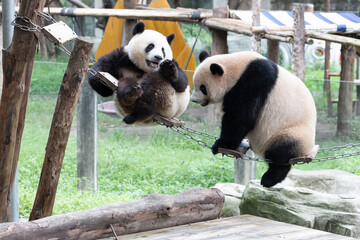 Mother panda, Mang Zai, and her Cub,Mang Can Can, Chongqing © foreverhappy