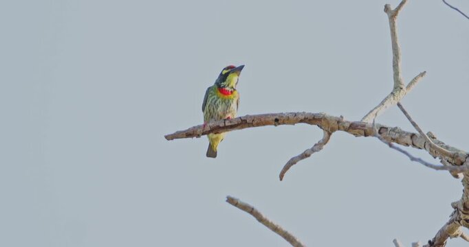Coppersmith Barbet perched on a dry tree branch singing and calling against a clear blue sky background. Tropical bird in natural habitat during daylight. Telephoto shot.