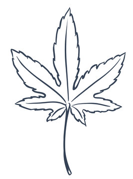 Japanese Maple Leaf
