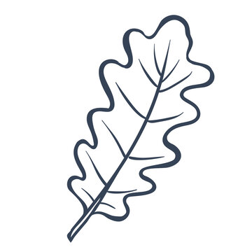 Oak Leaf Hand Drawn Doodle