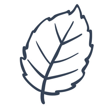 Birch Leaf Outline Doodle