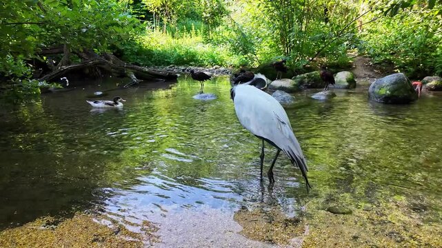 Demoiselle Crane, Anthropoides virgo are living in the bright green meadow during the day time. It is a species of crane found in central Eurosiberia
