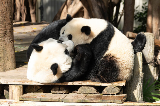 Mother panda, Hao Qi, and her Cub, Qi Ying, Chongqing