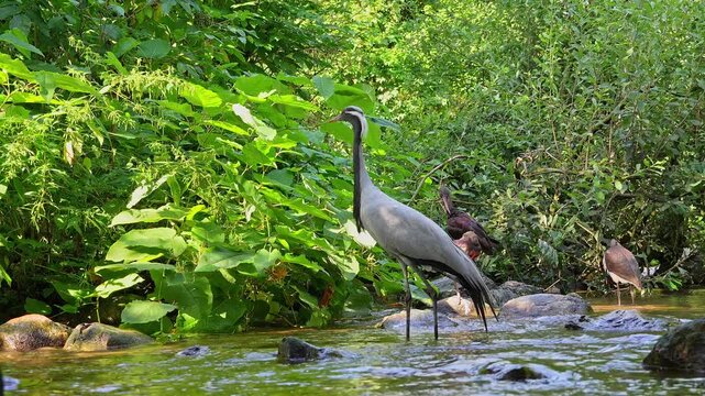 Demoiselle Crane, Anthropoides virgo are living in the bright green meadow during the day time. It is a species of crane found in central Eurosiberia