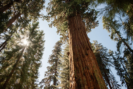 Giant Sequoia Forest in Sequoia National Park, California, USA