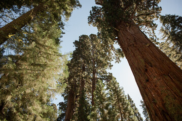 Fototapeta premium Giant Sequoia Forest in Sequoia National Park, California, USA